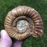 Grossouvria sp.
